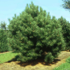 Сосна черная (Pinus nigra) Нана 30/+ С7,5 БдН/25