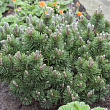 Сосна горная 