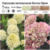 Гортензия метельчатая (Hydrangea paniculata) Коттон Крем  С3 СП/25