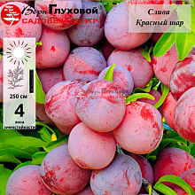 Основное изображение товара