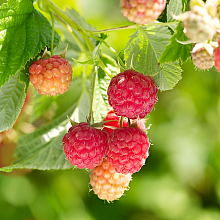 Основное изображение товара