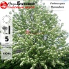 Рябина ария (Sorbus aria) Магнифика 12/14 400-450 ТС60 ГВр/26
