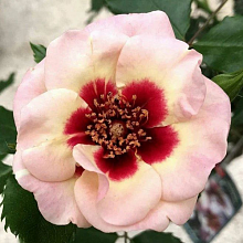 Основное изображение товара