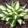 Хоста (Hosta) Колор Фестиваль С2 ГлХ/26