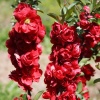 Хеномелес прекрасный (Chaenomeles speciosa) Скарлет Шторм 40/+ С3 БдН/26