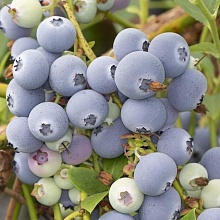 Основное изображение товара