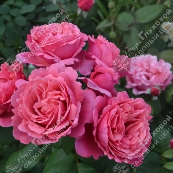 Роза чайно-гибридная "Line Renaud" на фото