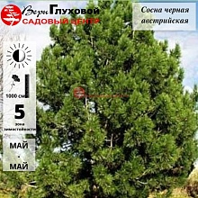 Основное изображение товара