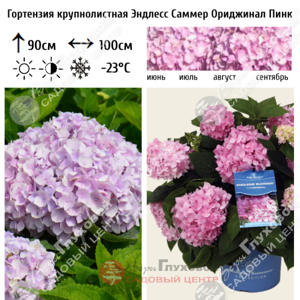Гортензия крупнолистная "Эндлесс Саммер Ориджинал Пинк" на фото