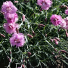 Гвоздика перистая (Dianthus plumarius) Розеус С2 РФр/26