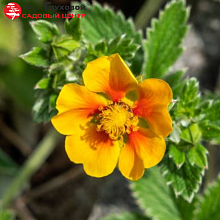 Основное изображение товара