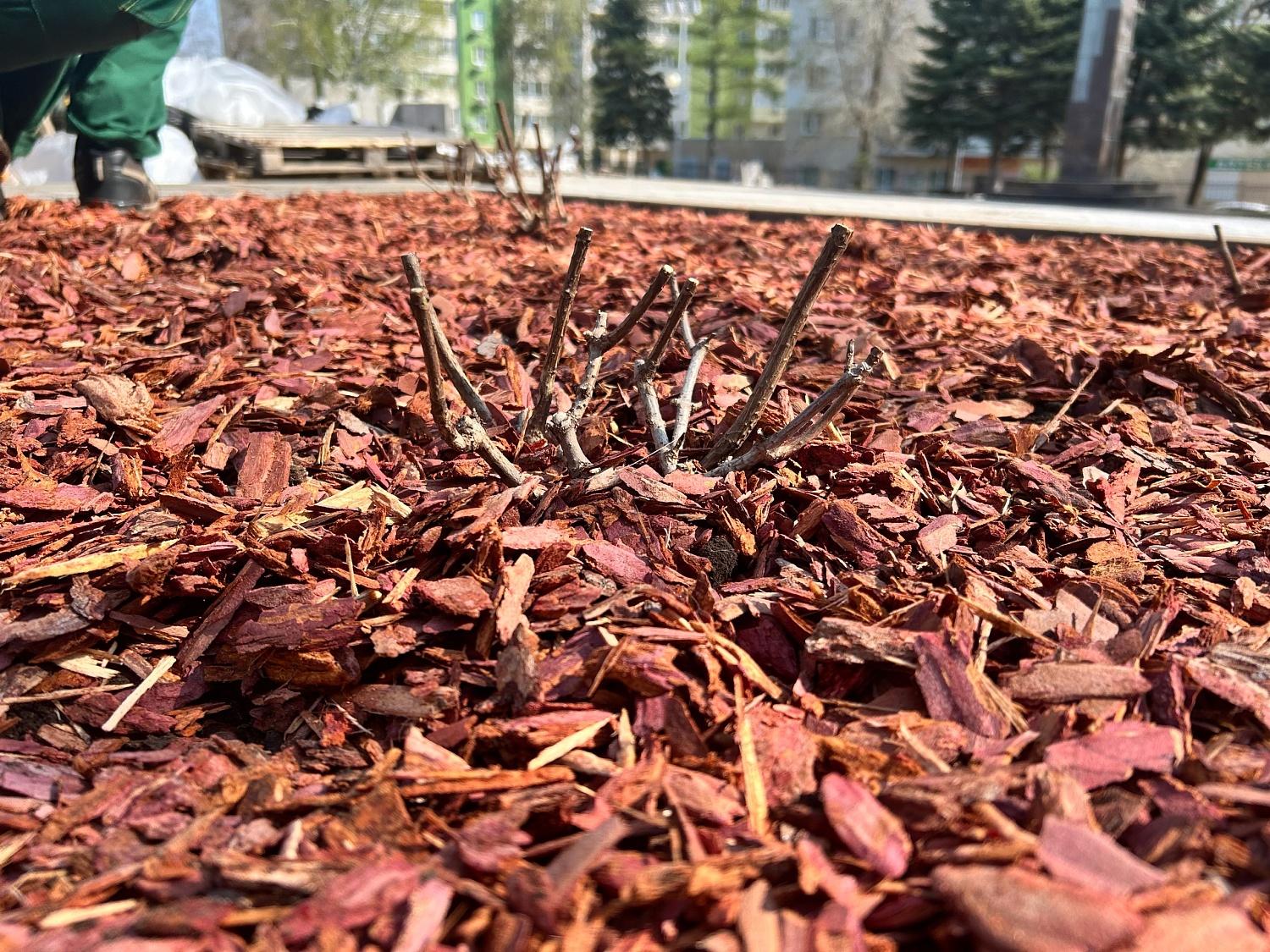 САМАРСКАЯ ЛИДИЯ – ЦВЕТУЩИЙ СИМВОЛ ПАМЯТИ И СЛАВЫ! 