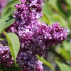 Сирень обыкновенная (Syringa vulgaris) Изобилие С3 СП/25