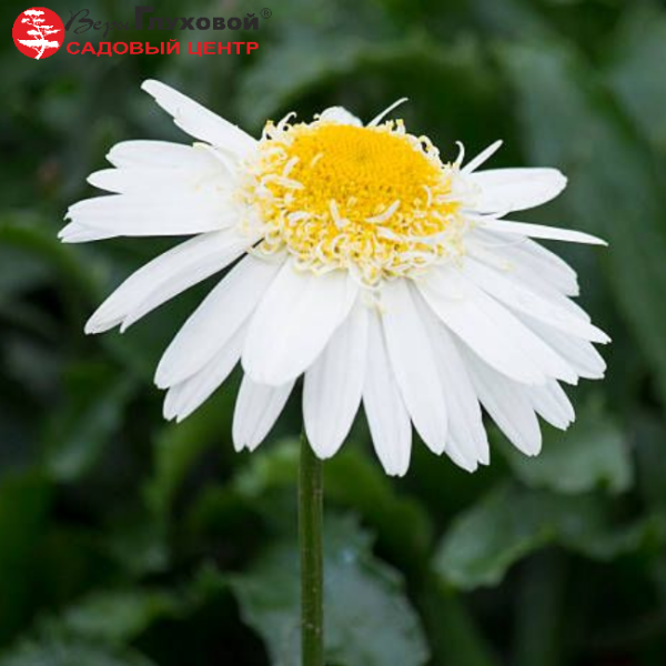 Основное изображение товара