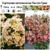 Гортензия метельчатая (Hydrangea paniculata) Пастел Грин Р9 СП/26