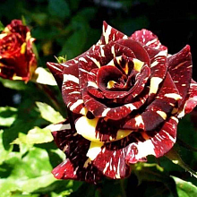 Основное изображение товара