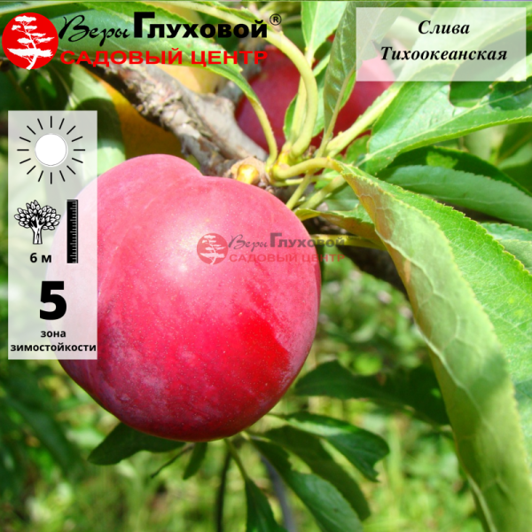 Основное изображение товара