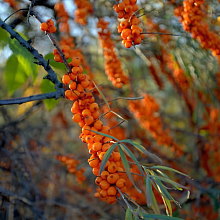 Основное изображение товара