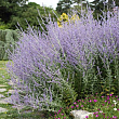 Перовския 