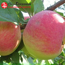 Основное изображение товара