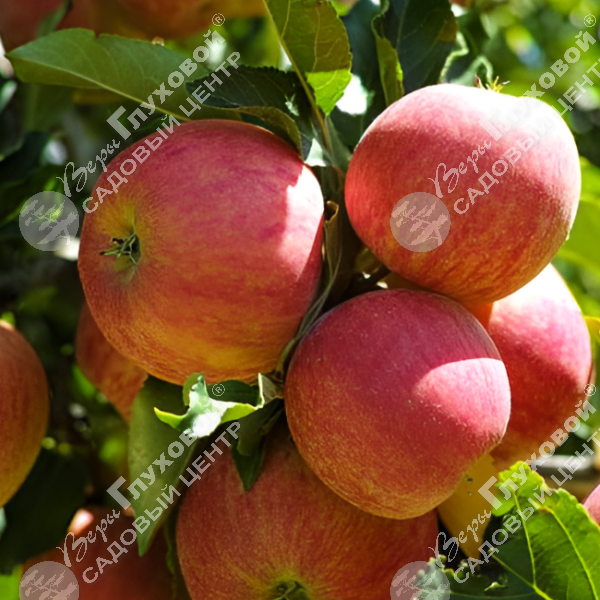 Яблоня "Коричное полосатое" на фото