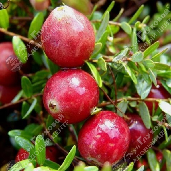 Клюква крупноплодная "Стивенс" на фото