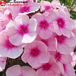 Флокс метельчатый 