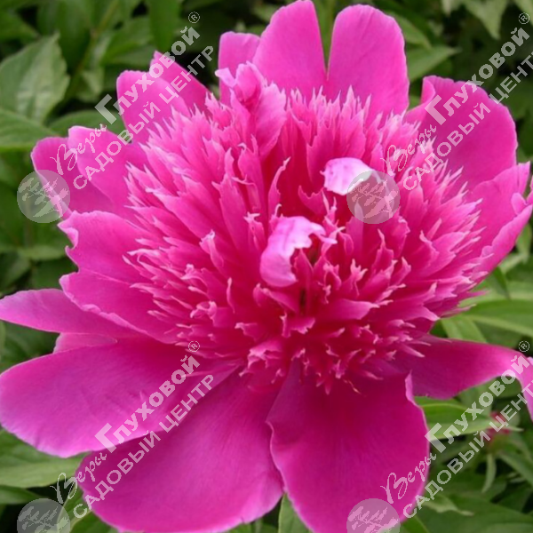 Пион молочноцветковый "Перпл Спайдер" на фото