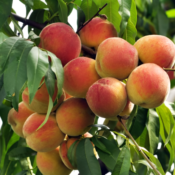 Основное изображение товара