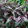 Горец мелкоголовый (Persicaria microcephala) Ред Драгон С3 ГлХ/26
