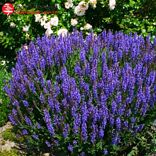 Основное изображение товара