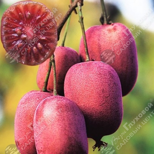 Актинидия аргута "Кенс Ред" на фото