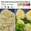 Гортензия метельчатая (Hydrangea paniculata) Литтл Фреско  С3 СП/26