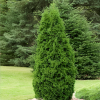 Туя западная (Thuja occidentalis) Пирамидалис Компакта   С3 СП/25