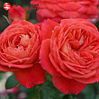 Роза флорибунда 