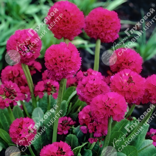 Примула мелкозубчатая "Ред" на фото