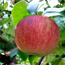 Основное изображение товара