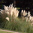 Мискантус сахароцветковый