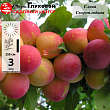 Слива 
