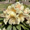 Рододендрон гибридный (Rhododendron hybriden) 'Zebin' 40-50 С15 ПЧ/26