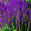 Шалфей дубравный 