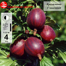 Основное изображение товара