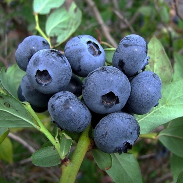 Основное изображение товара