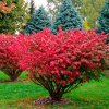Бересклет крылатый (Euonymus alatus) 150-175 С65 БАпп/26