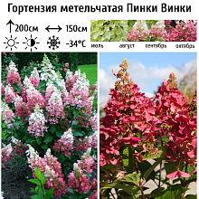 Основное изображение товара