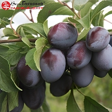 Основное изображение товара