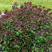 Основное изображение товара