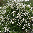Роза Ругоза 