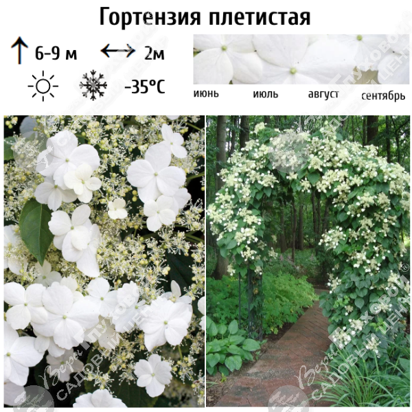 Гортензия плетистая на фото