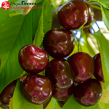 Вишня Морозовка (средний сорт)